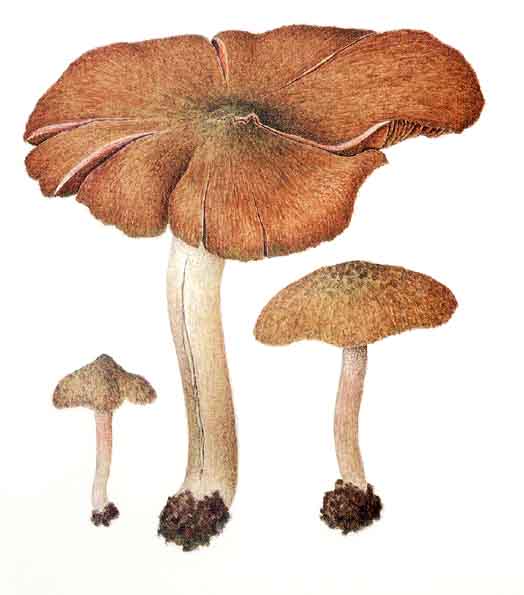 Tavola