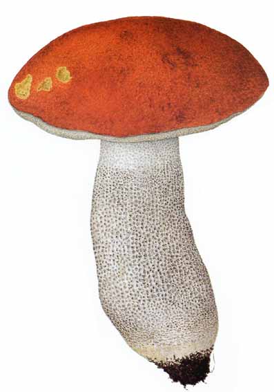 Tavola