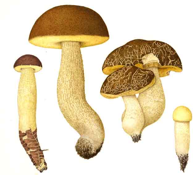 Tavola